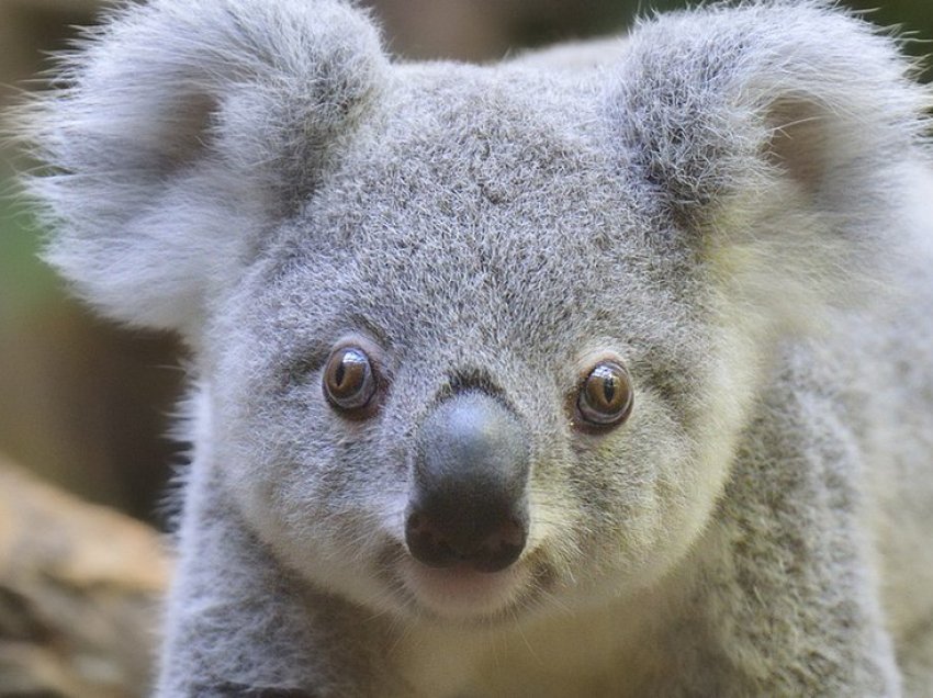 Reduktohet numri i koalave në Australi