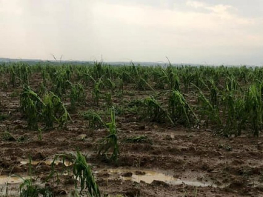 Shiu e breshëri shkatërron kulturat bujqësore të fermerëve të Skënderajt