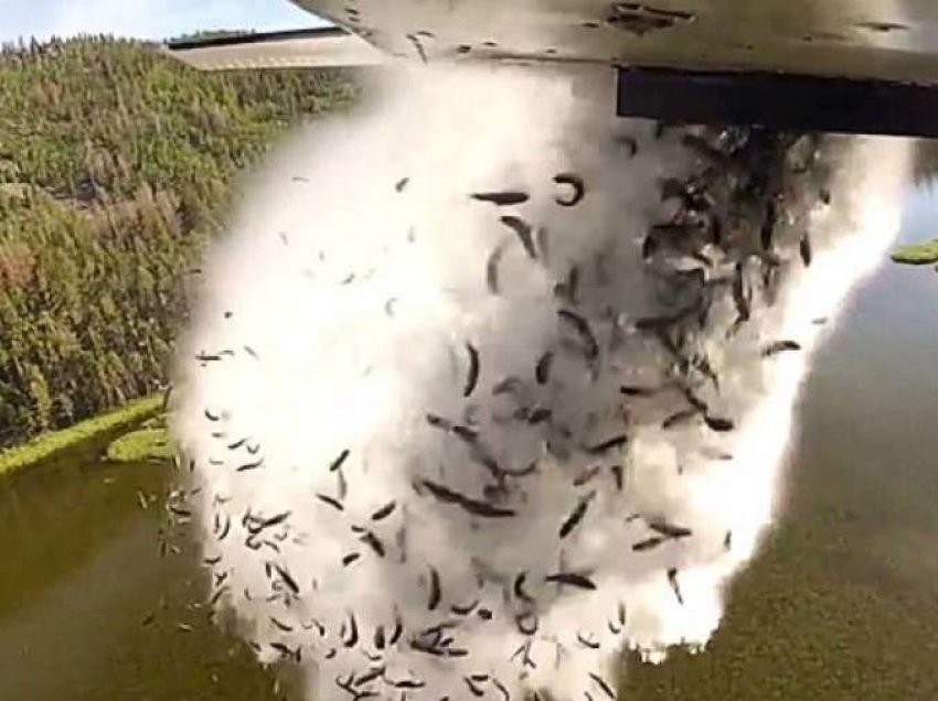 Mijëra peshq hidhen nga aeroplani në një liqen