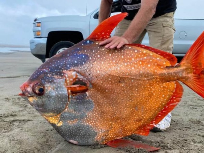 Në një plazh në Oregon zbulohet një peshk i rrallë ngjyra-ngjyra