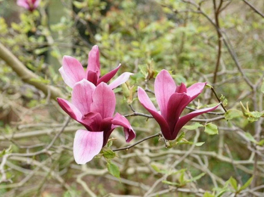 A mundet të shërohet kanceri nga lisi magnolia
