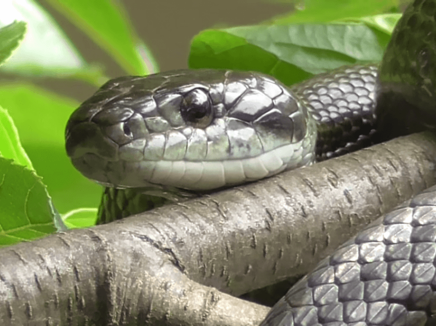 Shkenca: Gjarpërinjtë mund të masin rrezatimin radioaktiv në Fukushima
