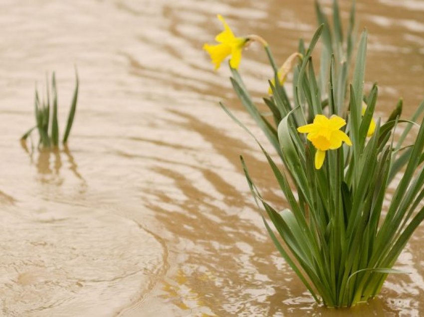 Ja se si të mbroni shtretërit e luleve nga mbytja në ujë në periudha të shiut të madh