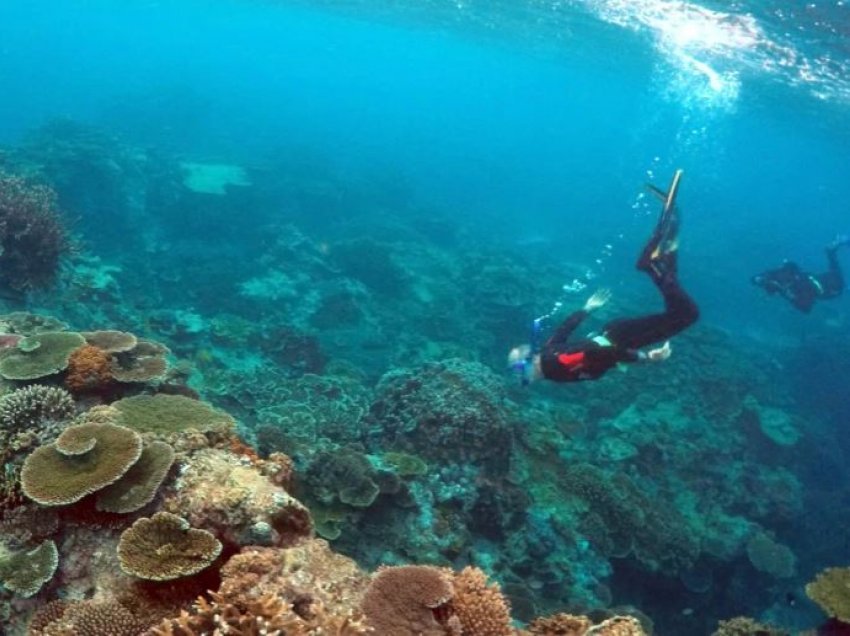 “Shkëmbi i Madh Koralor” nuk futet në listën e UNESCO-s, reagojnë aktivistët