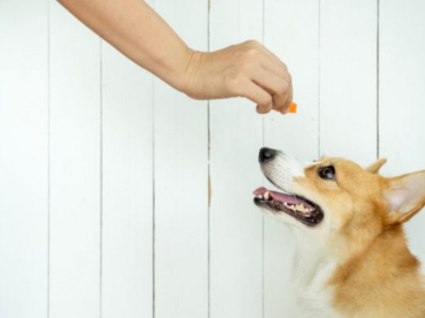 Mënyrat për ta bërë qenin tuaj që të hajë më ngadalë