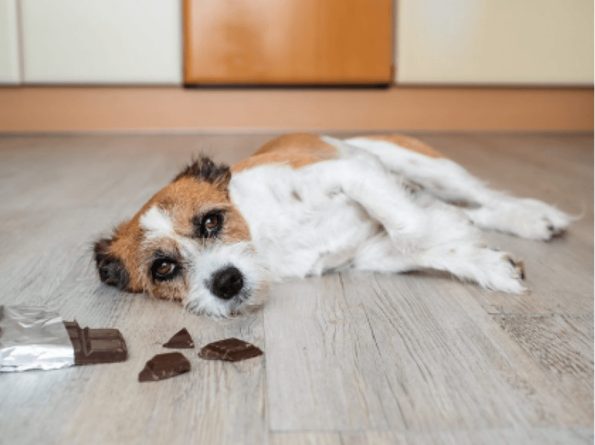 Çfarë i ndodh qenit nëse ha çokollatë?