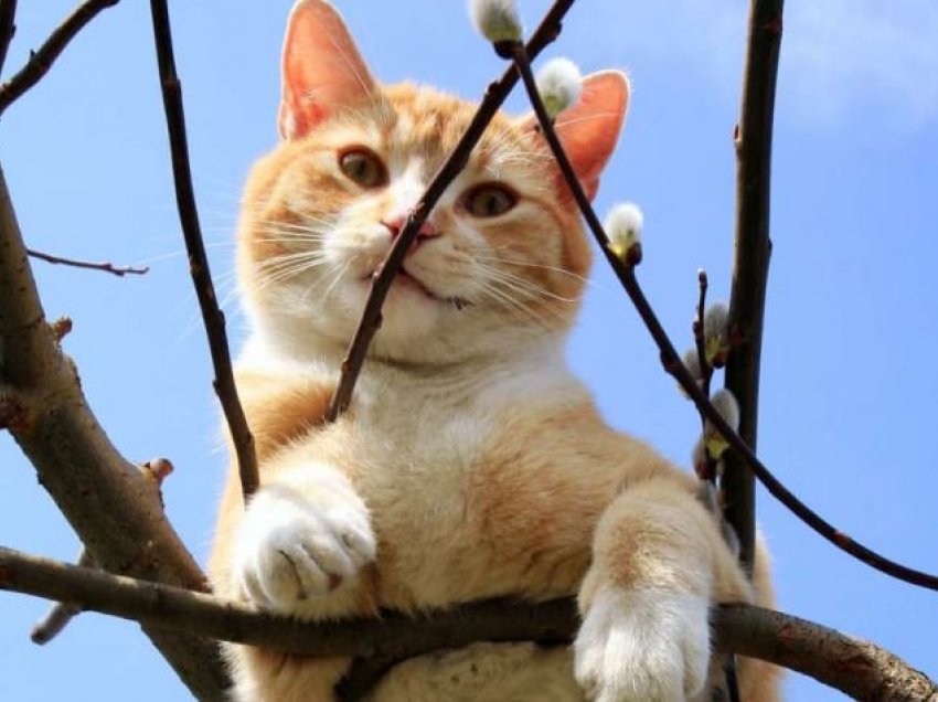 A i shpëtojnë zjarrfikësit me të vërtetë macet nga pemët?