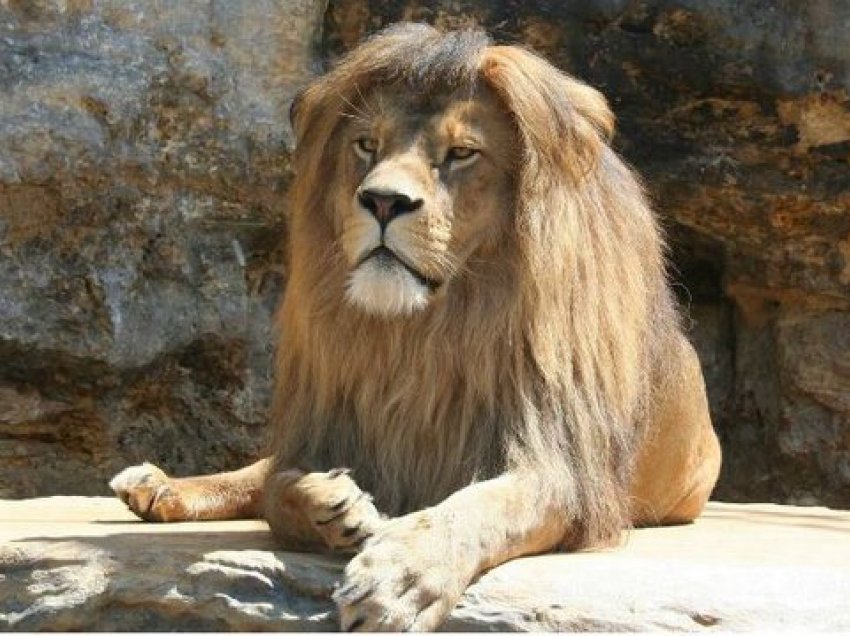 Ngordh luanesha nga Covid-19 në kopshtin zoologjik