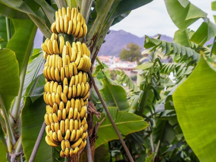 Importi i bananeve në 2020 arrin tjetër rekord historik, interes i madh për Ekuadorin 