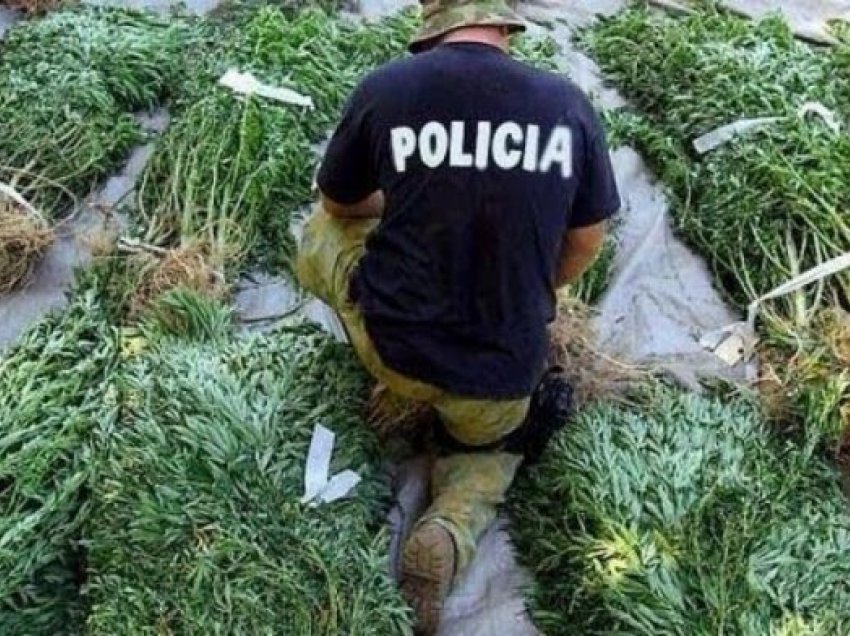 Ishte shpallur në kërkim për kultivimin e drogës, arrestohet 47-vjeçari në Kakavijë