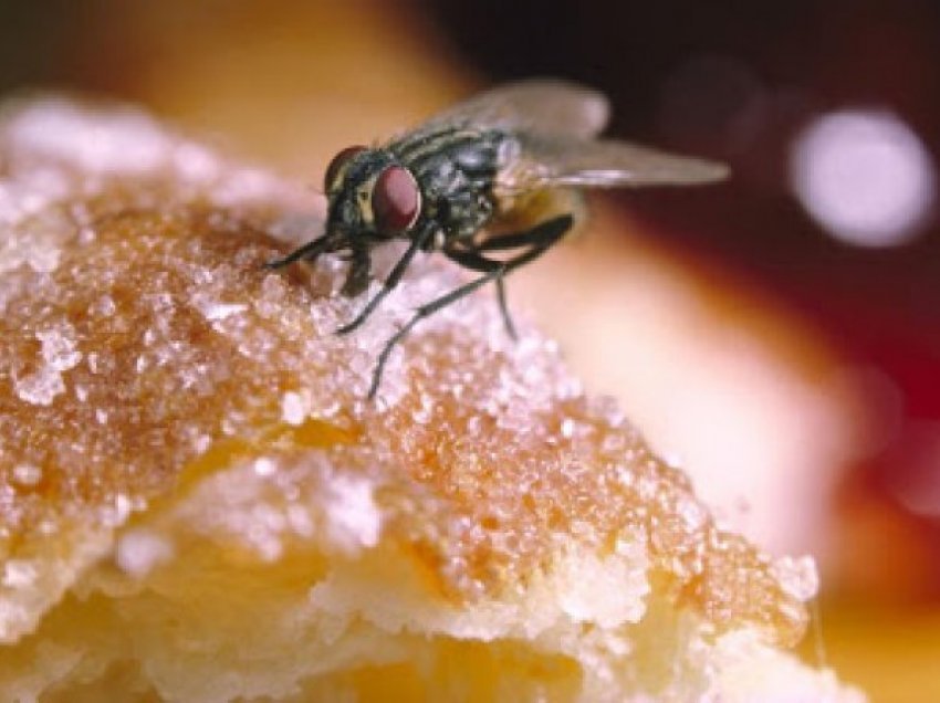 Kjo ndodh nëse e hani ushqimin e prekur nga insektet?