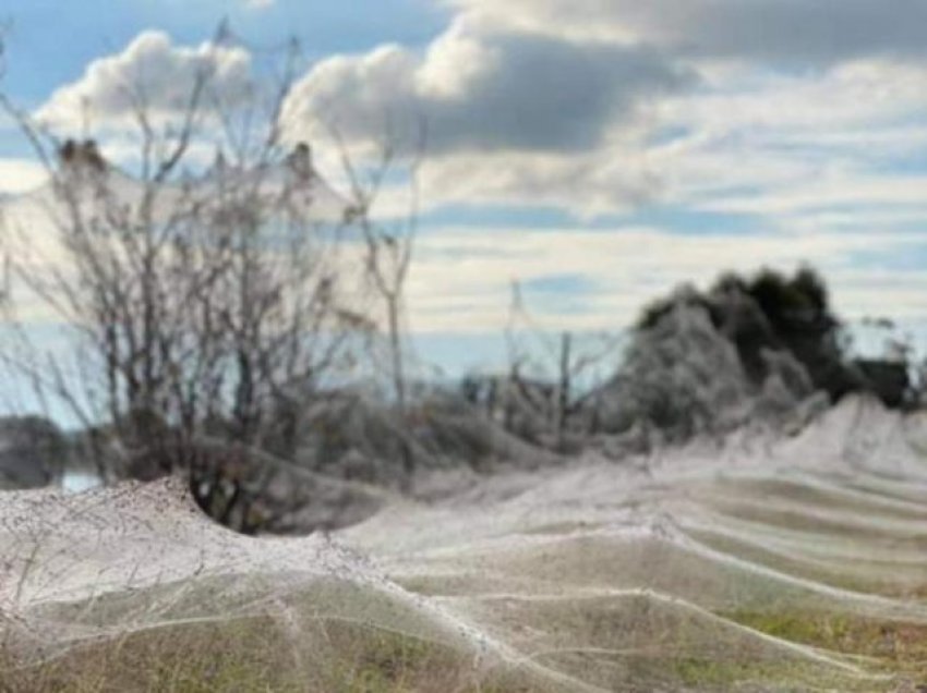 Australia pushtohet nga rrjetat e merimangave