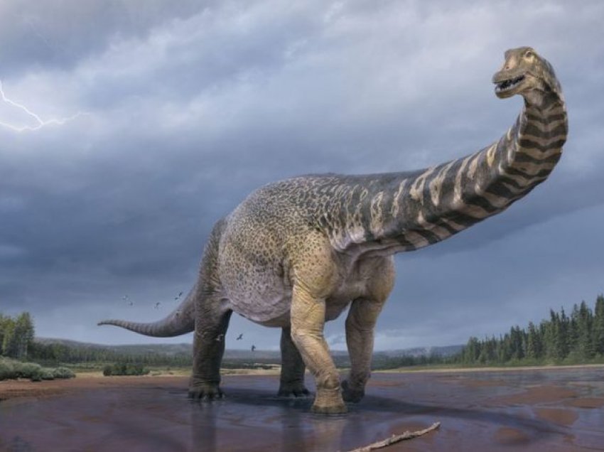 Specia e re e dinozaurit është më e madhja e gjetur në Australi