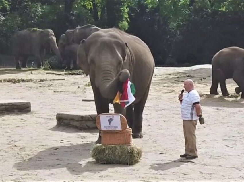 Elefanti parashikon barazim në ndeshjen me Hungarinë