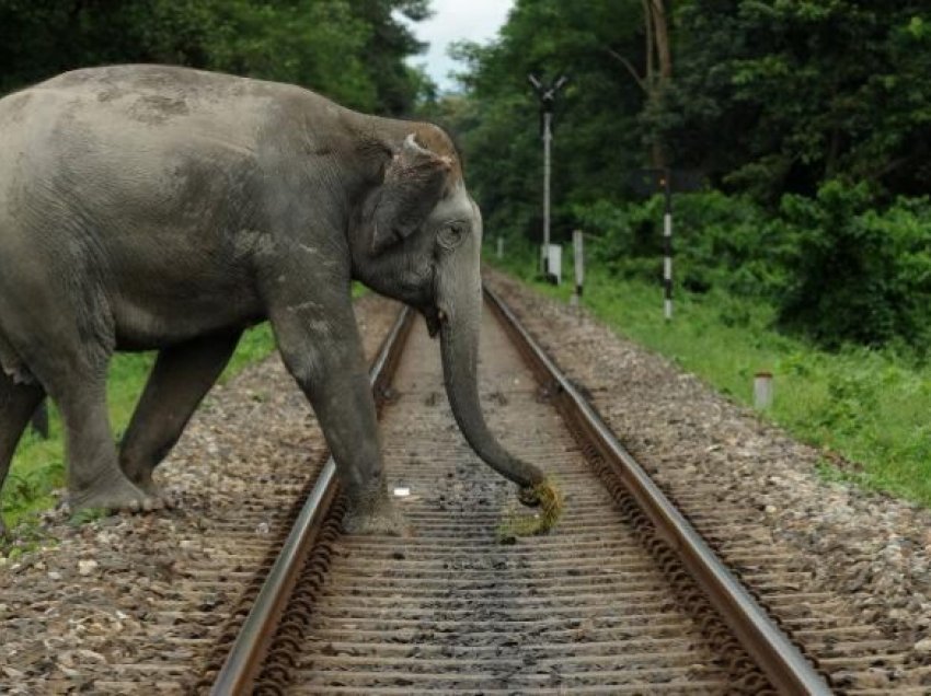 Indi- Elefanti mbyt 14 njerëz