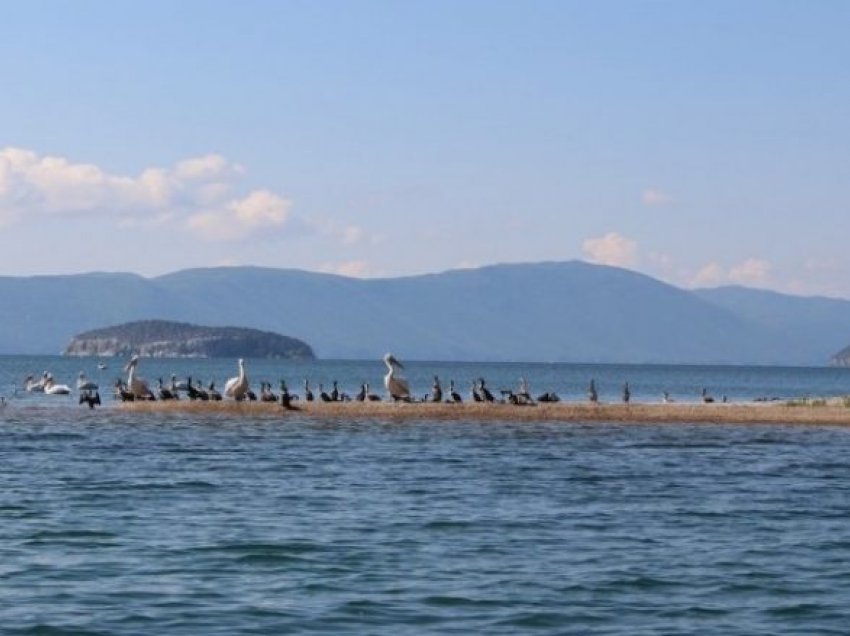 Maqedonia, Shqipëria dhe Greqia do të bashkëpunojnë për mbrojtjen e Liqenit të Prespës