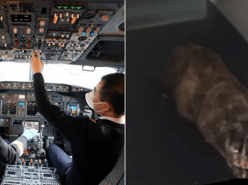 Avioni bën ulje të detyruar kur macja ‘e padeklaruar’ sulmon pilotin