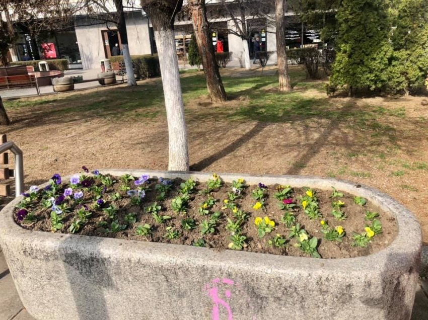 Komuna e Prishtinës feston 7 dhe 8 marsin me mbjellje të luleve, mbollën mbi një milion sosh
