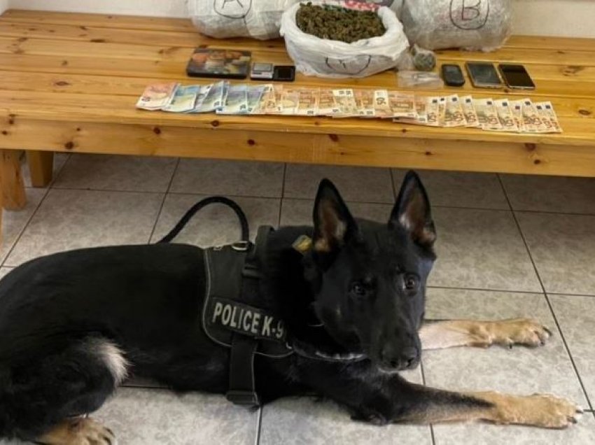 I zbuloi qeni anti-drogë, shqiptarët kapen me kanabis në Greqi