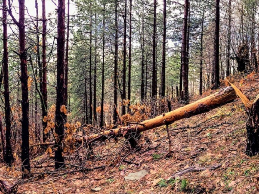 Doli për të prerë drutë në pyll, gjendet i vdekur 55-vjeçari