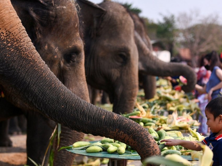Tajlanda feston “Ditën e Elefantëve”