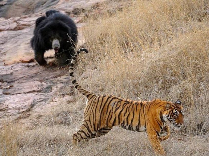 Arusha ‘e moralshme’ sulmon dy tigrat që çiftoheshin para këlyshëve të saj 