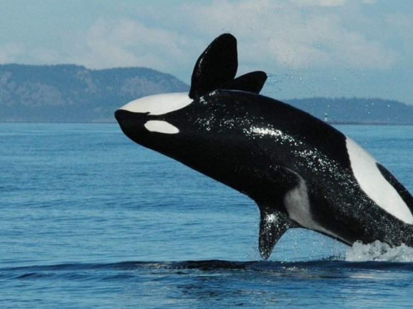 Balenat Orca bëhen udhëheqës të grupeve pas menopauzës