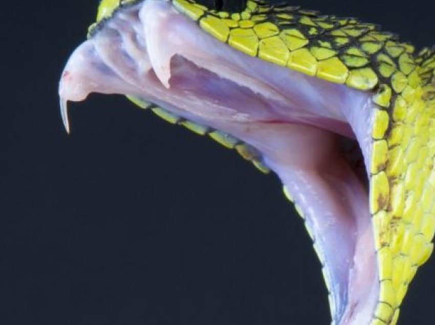 Studimi që iu lë gojëhapur: Njerëzit mund të prodhojnë helm sikur gjarpërinjtë