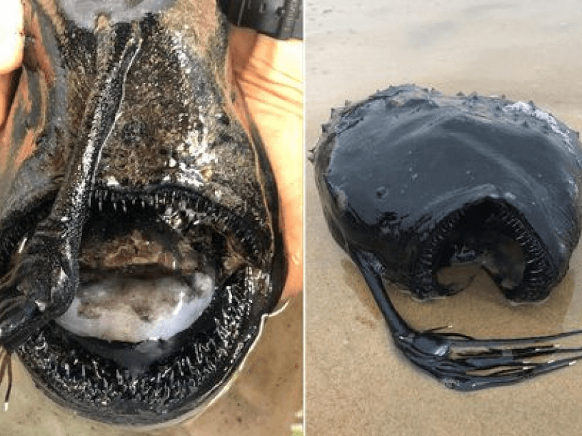 Peshku ‘alien’ i thellësive tmerron fëmijët në plazhin e praruar në Kaliforni 