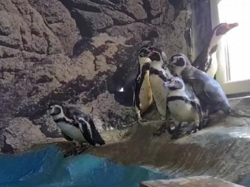 Në ZOO Shkup arritën gjashtë pinguinë të rinj