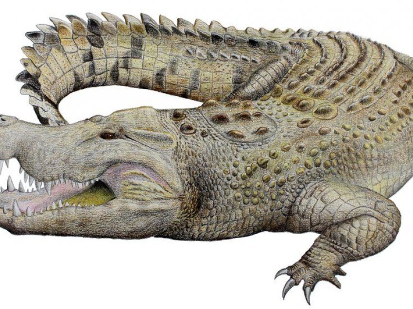 Zbulohet një specie e re e zhdukur e krokodilit