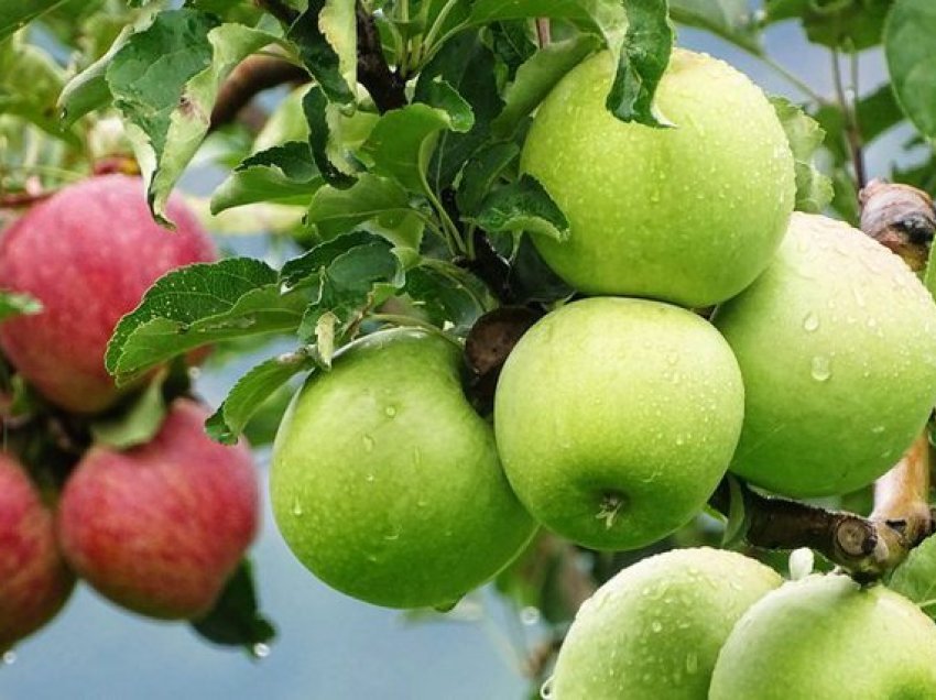 Arsyet pse duhet të hani mollë jeshile me lëkurë/ Përfitimet direkte për shëndetin