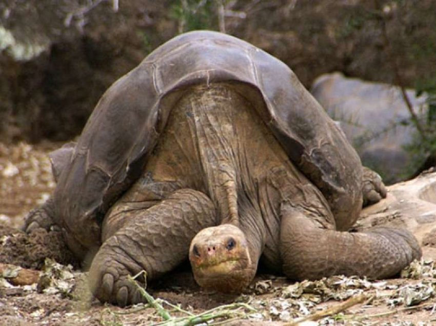 Vërtetohet ekzistenca e species së breshkës që mendohej e zhdukur