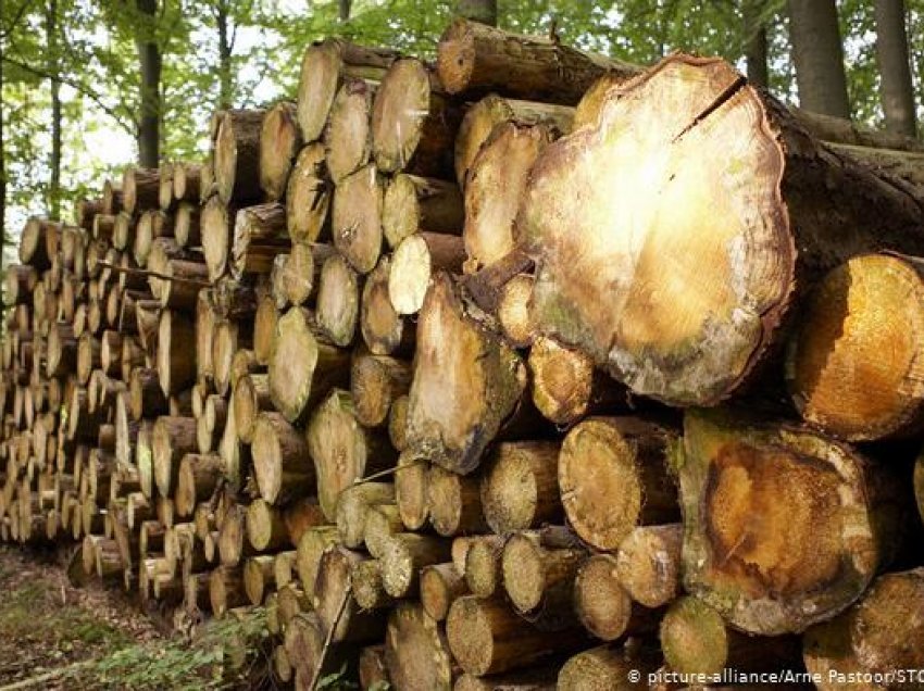 Gjermani: Rritet kërkesa për lëndën e drurit, çmimet gjithashtu
