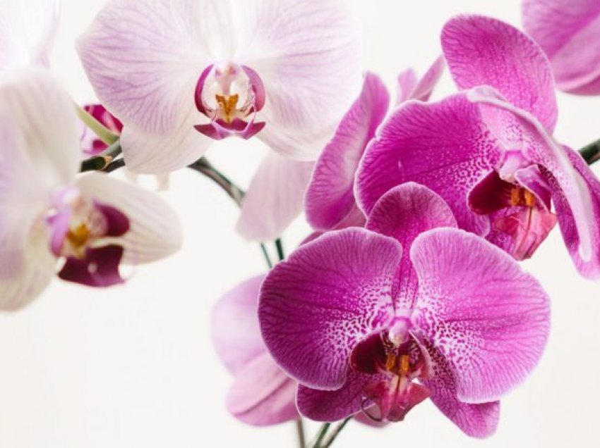 Kujdesi për orkidenë: Pozicionin ‘ideal’ brenda shtëpisë për bimën tuaja këtë vjeshtë