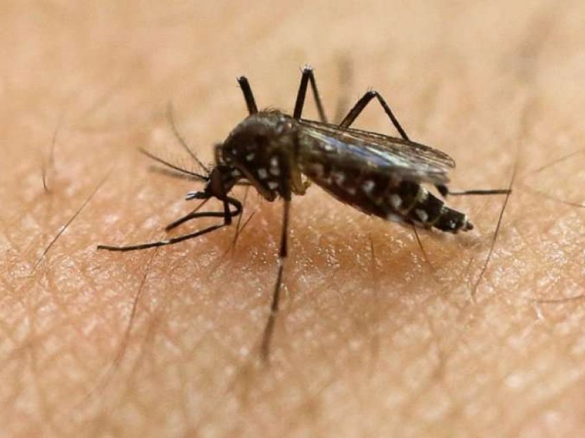 17 raste të reja me virusin Zika te fëmijët në Indi