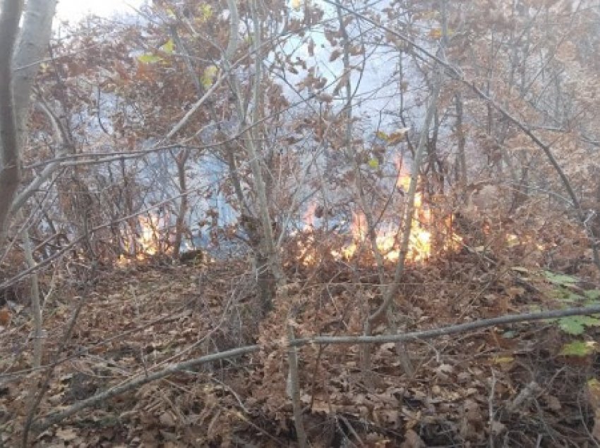 ​Preu dru dhe i vuri zjarrin pyllit, arrestohet 54-vjeçari