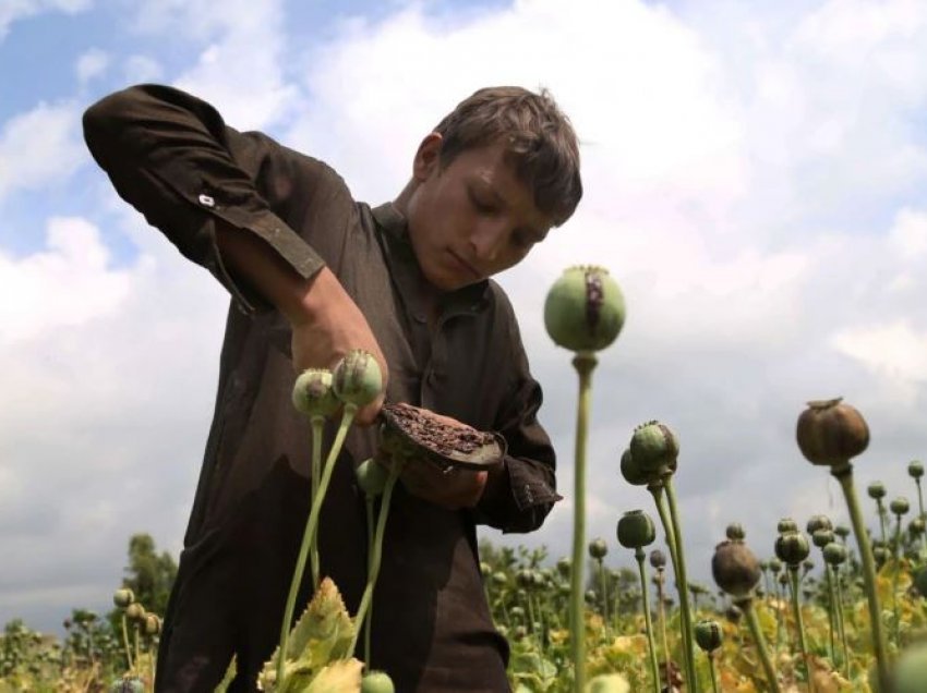 OKB: Rritet prodhimi i opiumit në Afganistan