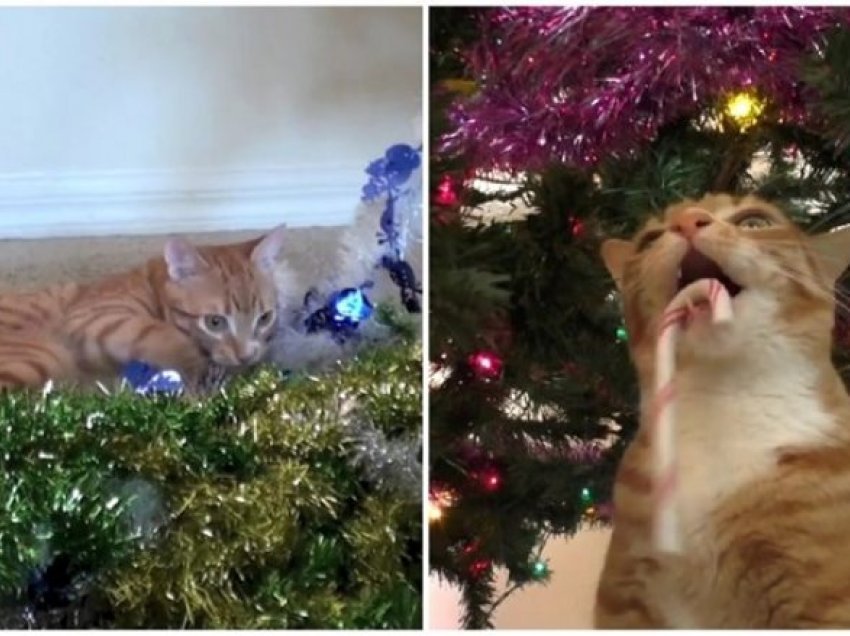 Kjo video gazmore tregon më së miri se sa shumë macet i adhurojnë pemët dhe dekorimet e Krishtlindjeve