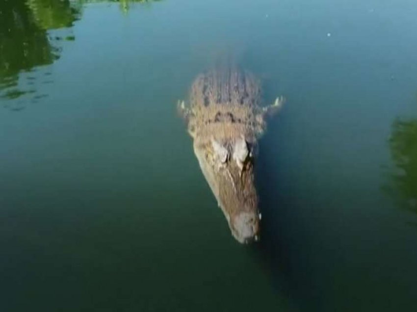 E pazakontë! Krokodili gjigant ‘kafshon’ dronin