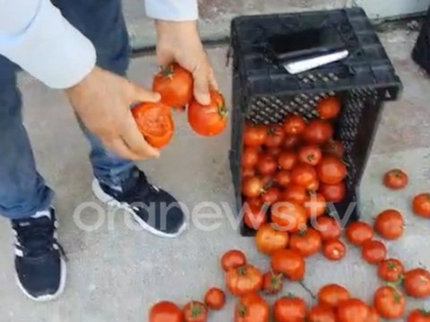 Skandali me “farën e keqe” të domates/ Fermerët e Kutallisë: Sot e vjelim, nesër prodhimi kalbet