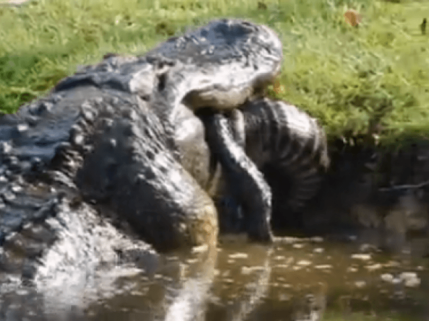 Aligatori i madh ha një aligator më të vogël, pamjet virale