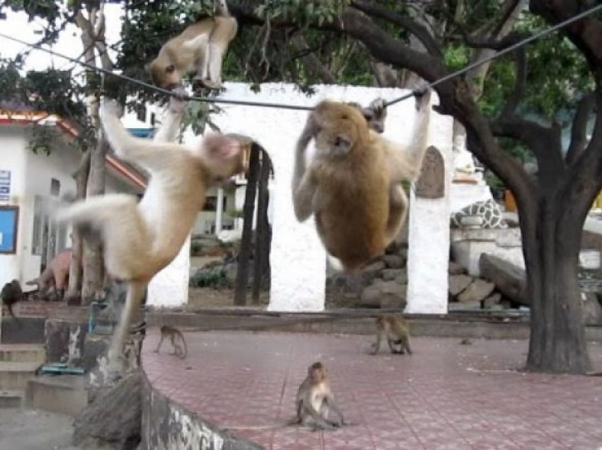 Ebola, HIV dhe viruse të tjerë vrasëse mund të trajtohen me antiviral të zhvilluar në majmunë