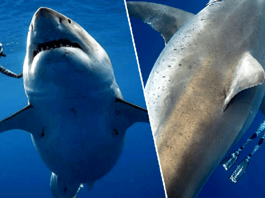 Gruaja dhe zhytësit që notojnë me peshkaqenin më të madh të botës 