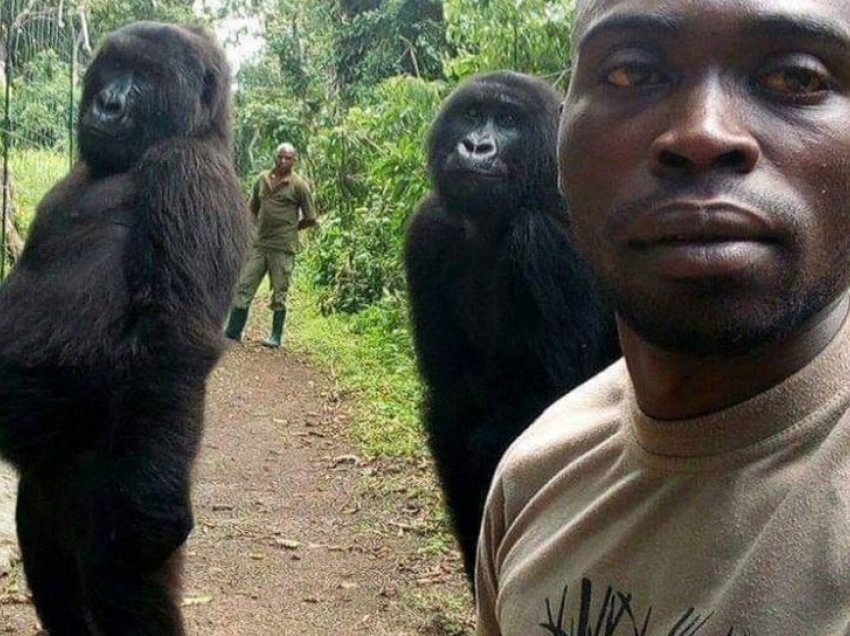 Gorilla që u bë yll i një selfie ngordhi në krahët e kujdestarit