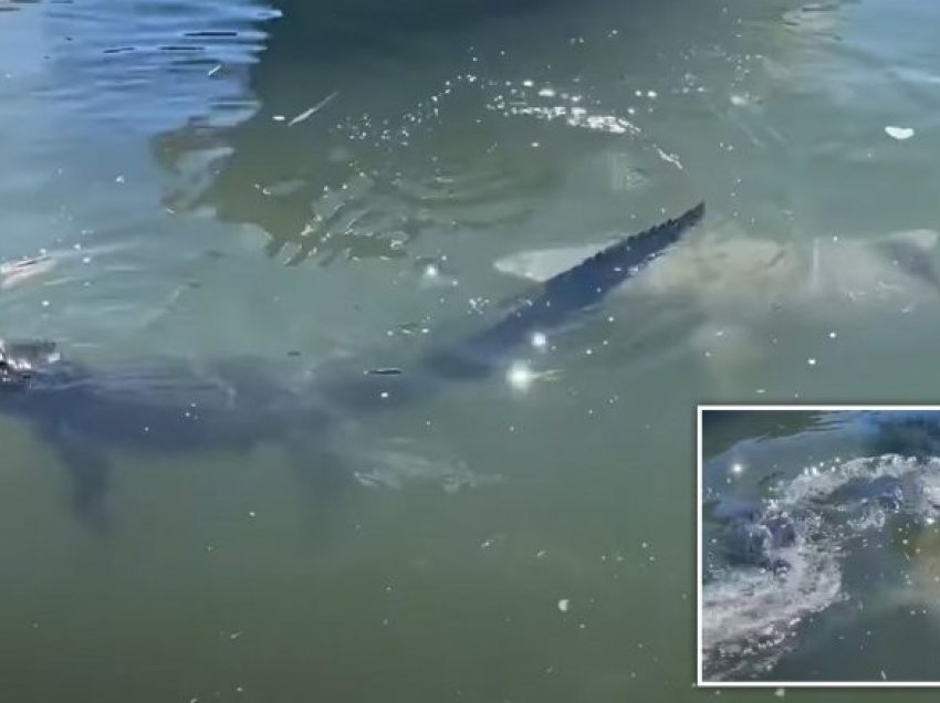 E frikshme: Peshkaqeni sulmon aligatorin