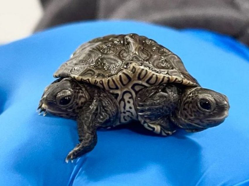 Lind breshka e çuditshme me dy koka dhe gjashtë këmbë