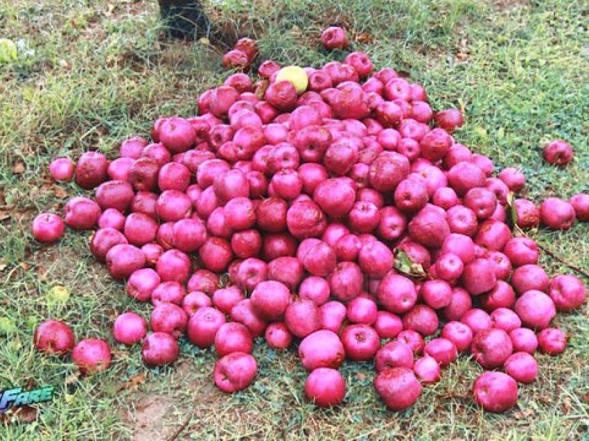 Breshëri u dëmtoi mollët, fermerët nuk marrin dëmshpërblim