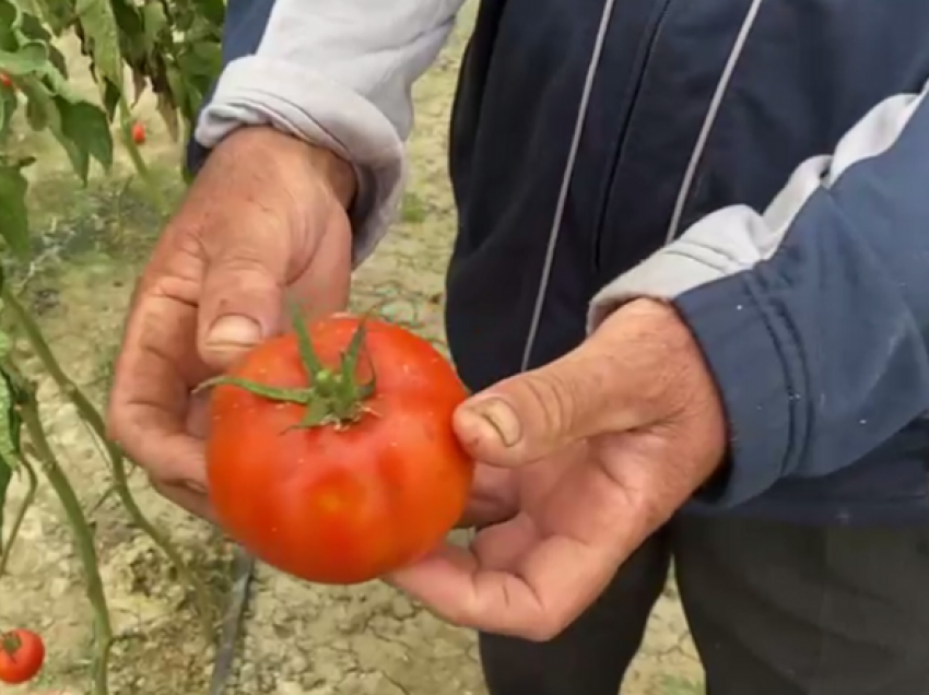 Dështimi i farës së domates/ Vojo Bregu nxjerr shkresën e Ministrisë së Bujqësisë: Thotë se e kanë fajin fermerët