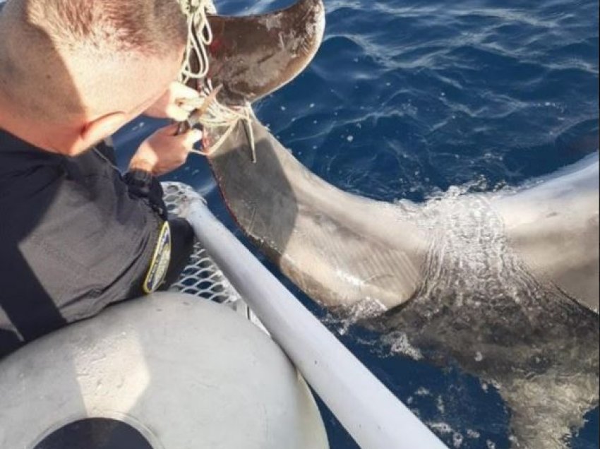 Shpëtohet një delfin i ngatërruar në litarë